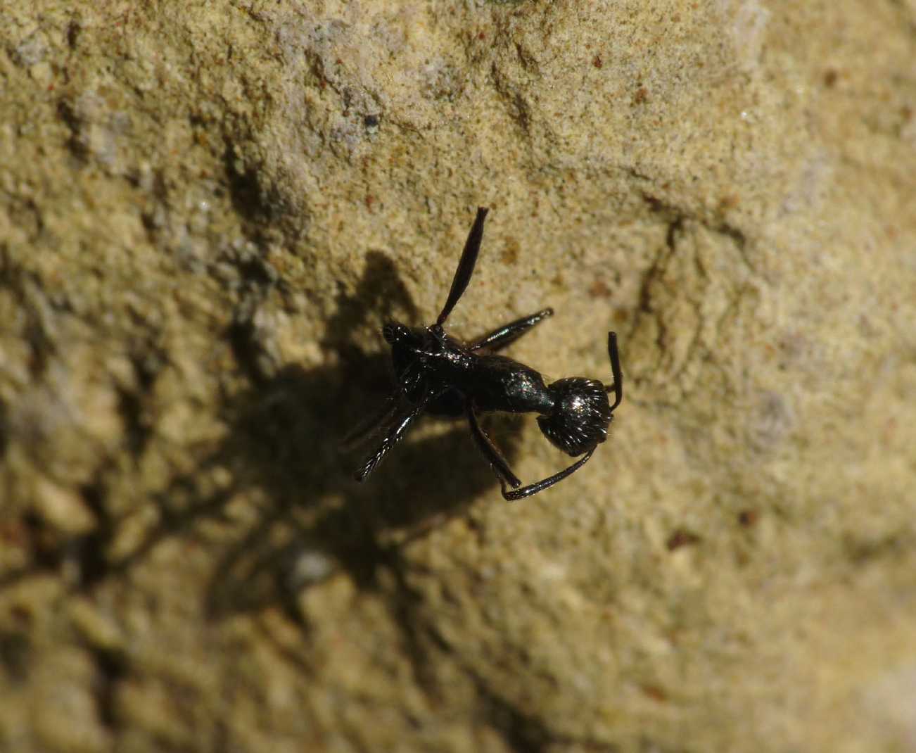 Euryopis opportunista